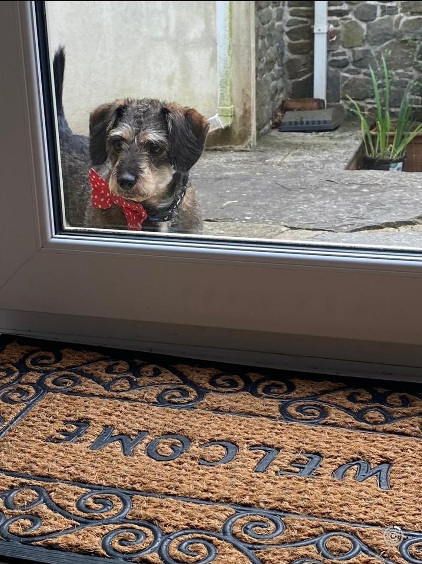Pippin Lodge Llanwrda Eksteriør bilde