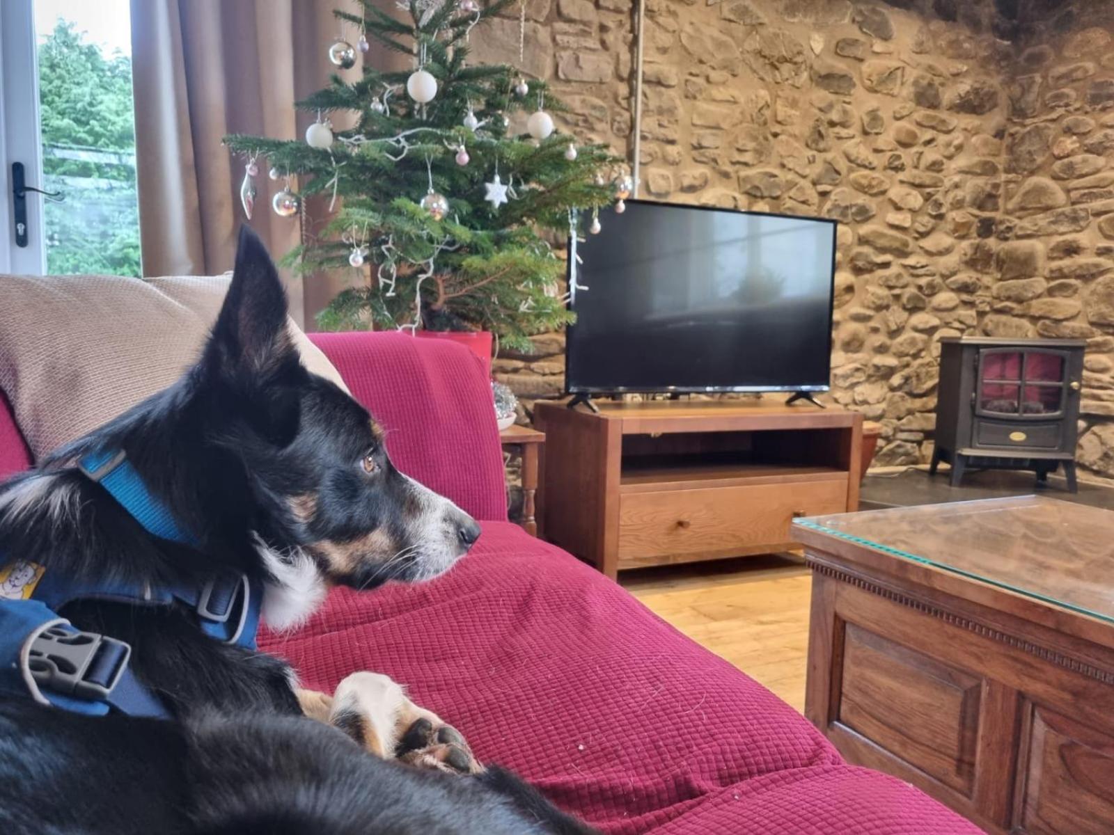 Pippin Lodge Llanwrda Eksteriør bilde